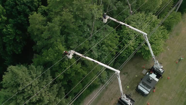 Calimesa, CA Tree Removal and Landscaping Services Company